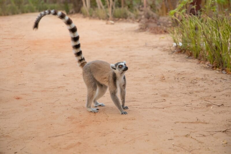 A ring-tailed lemur. 
