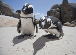 Two African penguins look into the camera.