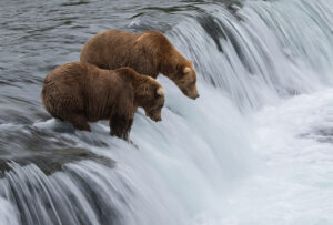 two bears waiting for salmon