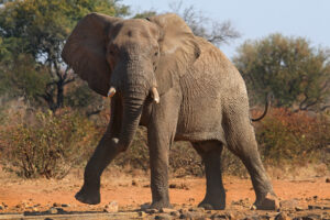 elephant stamping his foot