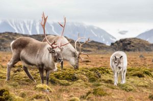 svalbard reindeer