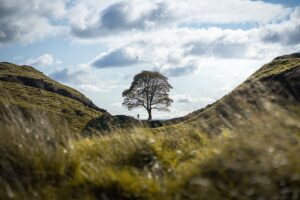 A gap in the hills with a huge tree in the center.