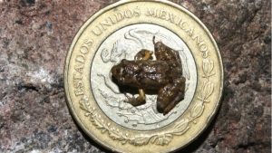 tiny frog species mexico