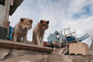 Greenland sled dogs