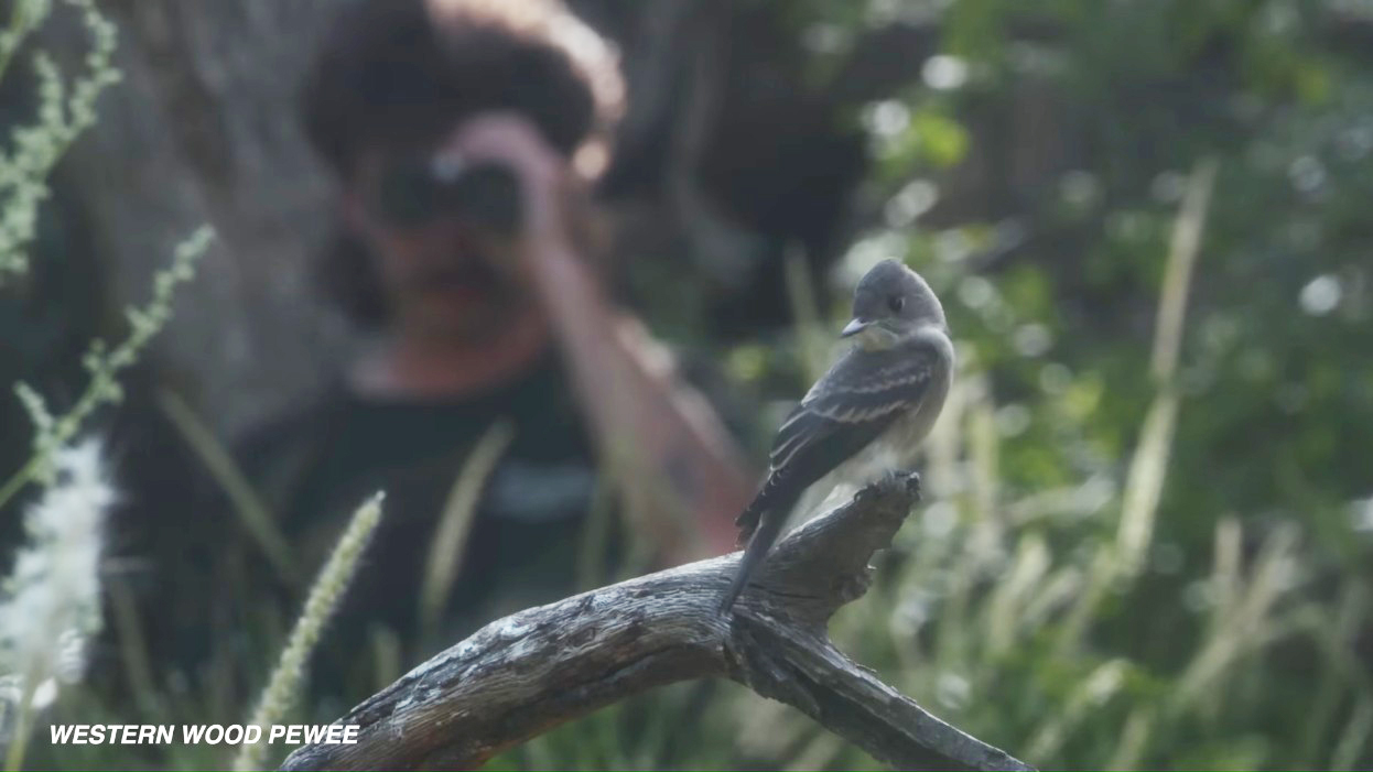 bird and birdwatcher