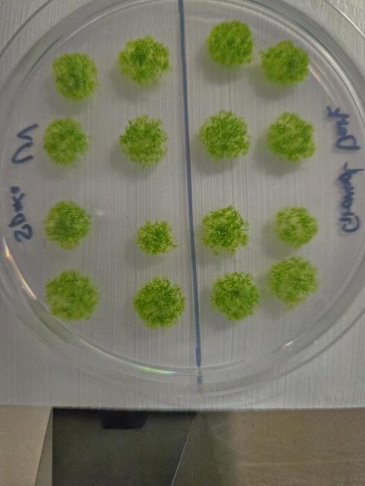 A petri dish containing the germinated moss spores after months in space.