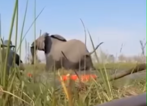 A elephant