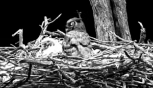 A black and white screenshot of an owl in a nest.