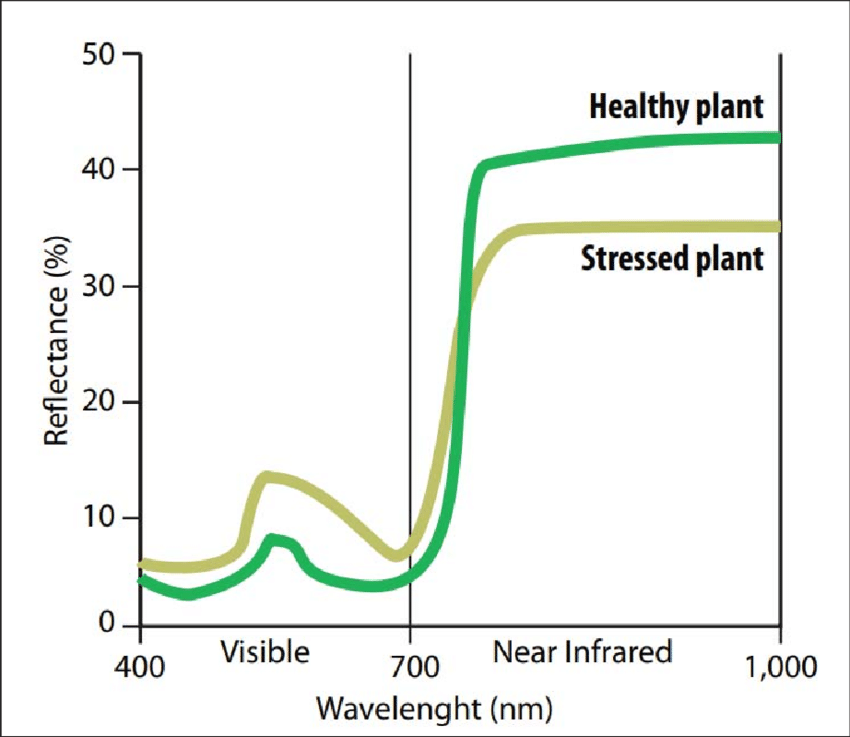 A graph showing plant reflectance. 