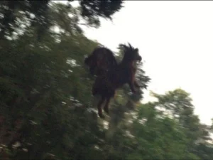 image of jersey devil